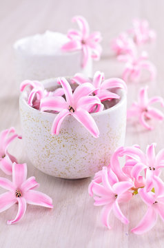 Flowers pink hyacinth