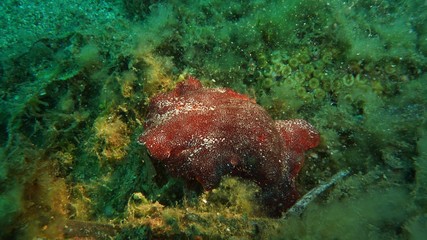 Nudibranco