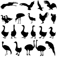 Set  silhouettes  birds in the zoo collection on a white backgro