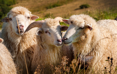 Troupeau de moutons paissant sur les collines des montagnes