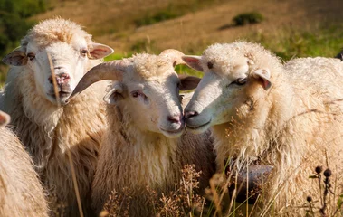 Papier Peint photo Lavable Moutons Troupeau de moutons paissant sur les collines des montagnes