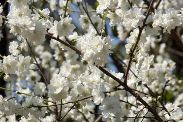 White cherry blossom