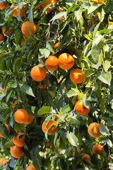 Tree with oranges