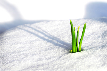 Frühling auf dem Weg durch den Schnee