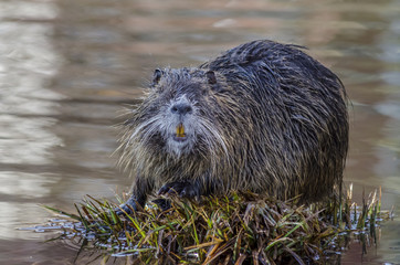 Nutria