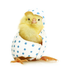 Cute little chicken coming out of the Easter egg