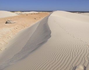 Fototapeta na wymiar Dunes at Eucla, Nullarbor, Western Australia