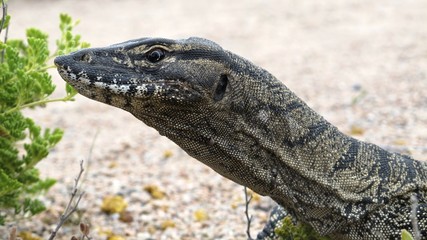 Guana Lucky Bay, Cape Le Grand NP, West Australia