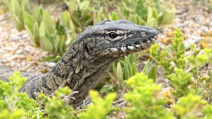 Guana Lucky Bay, Cape Le Grand NP, West Australia