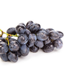 Branch of black ripe grapes.