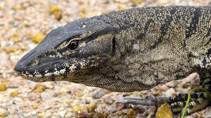 Guana Lucky Bay, Cape Le Grand NP, West Australia