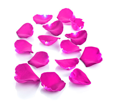 Beautiful rose petals on a white background