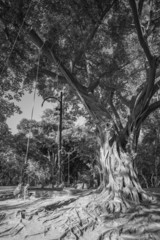 Big tree with wood swing black and white style