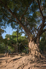 Big tree with wood swing