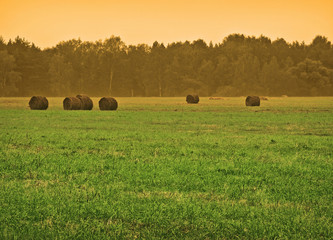 evening farmland
