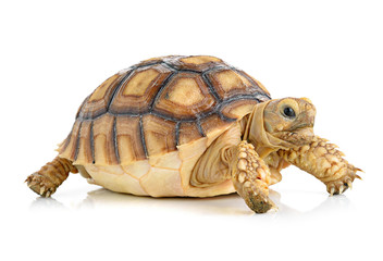 Naklejka premium turtle on white background