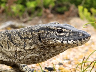 Guana Lucky Bay, Cape Le Grand NP, West Australia