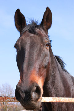 Łeb konia