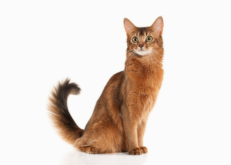 Naklejka premium Cat. Somali cat ruddy color on white bakcground