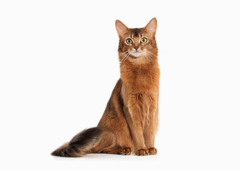 Cat. Somali cat ruddy color on white bakcground