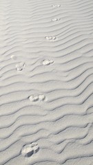 Dune at Eucla, Nullarbor, Western Australia