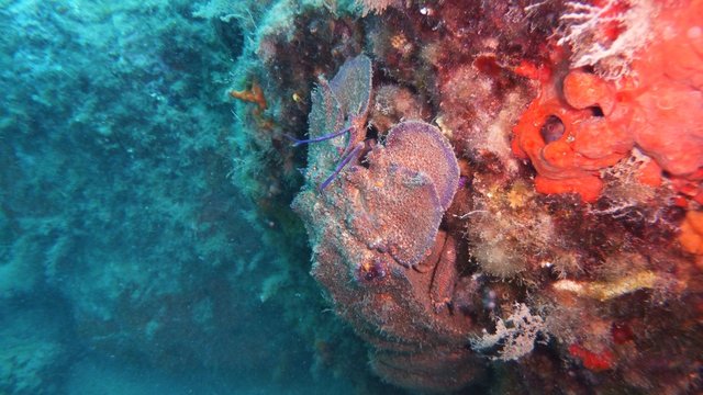 Cicala di Mare