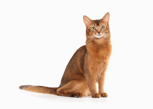 Somali Cat Stock Illustrations, Cliparts and Royalty Free Somali