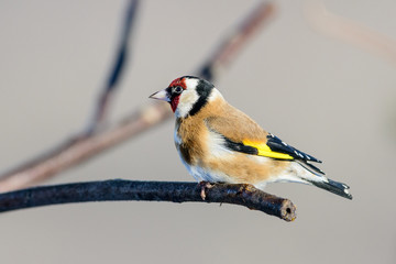 Cardellino 14