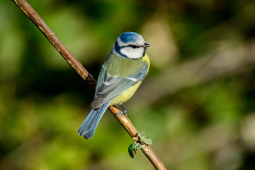 Cinciallegra 1