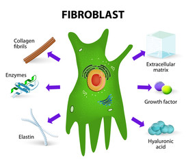 Fibroblast. Structure and function