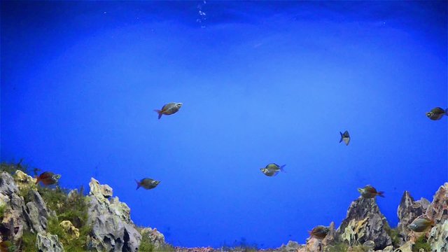 fishes swimming in aquarium with fasle hill in bottom