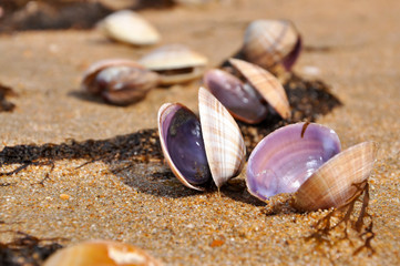 Shells on the beach