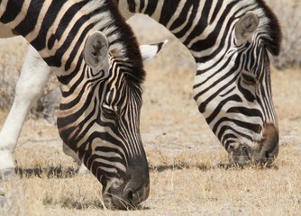 Pair of grazing zebra