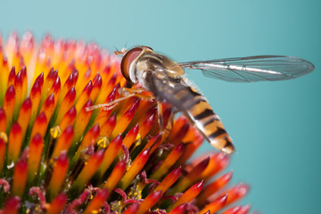 Hoverfly on coneflower
