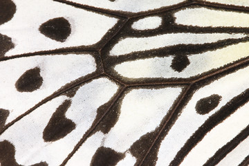 Macro shot,close-up of a Large Tree Nymphs(Paper Kite,Rice Paper) butterfly wing
