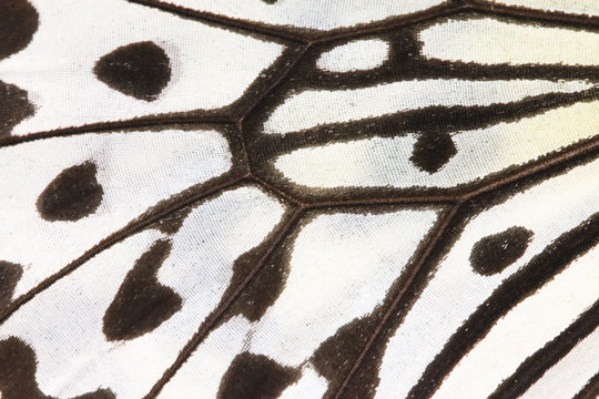 Macro shot,close-up of a Large Tree Nymphs(Paper Kite,Rice Paper) butterfly wing
