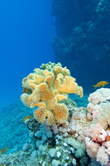 Fototapeta na wymiar coral reef with great yellow soft coral in tropical sea