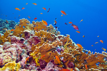 Fototapeta na wymiar coral reef with fire coral and exotic fishes in tropical sea