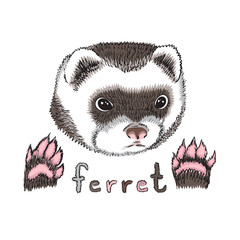 cute funny puppy ferret on a white background