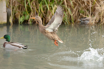 Mallard, Anas platyrhynchos