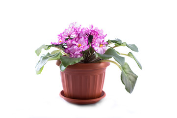 Purple African Violets on a white background.