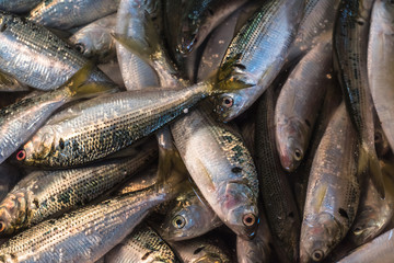fresh fish at a fish market