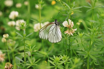 white butterfly on white clover flower in grass
