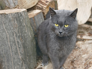 Gray cat near the wooden logs