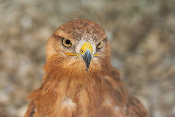 Portrait of bird of prey (Long-legged Buzzard) in pastel shades