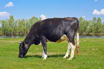 Cow on a spring pasture, Kyiv region