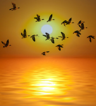 golden sunset and sea and birds