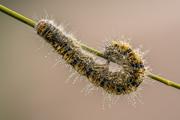 Gusano con gotas de agua
