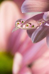 Fototapeta premium Flower mirroring in rain drops - macro