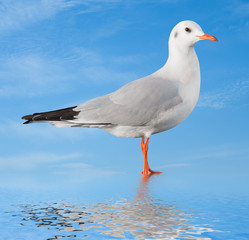 Fototapeta premium white bird seagull on sky background